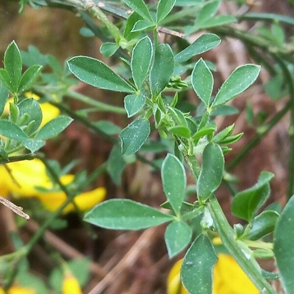 Cytisus scoparius 葉