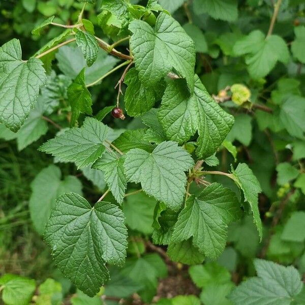 Ribes nigrum Blatt