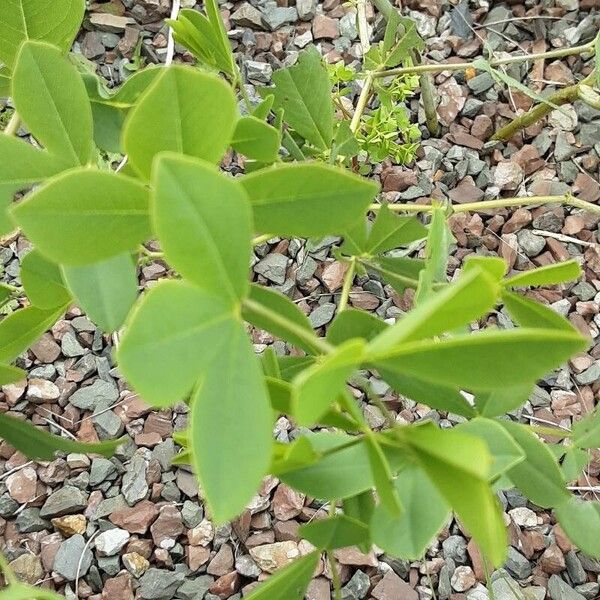 Baptisia australis 葉