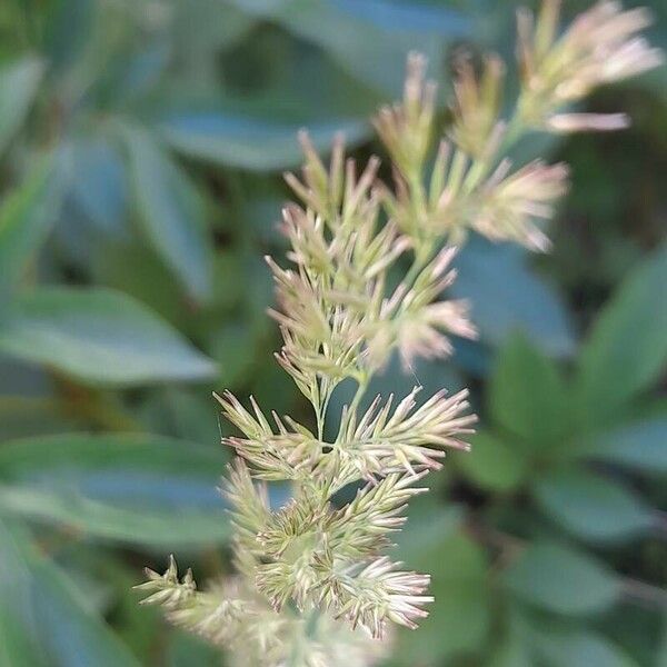 Calamagrostis arundinacea Цветок