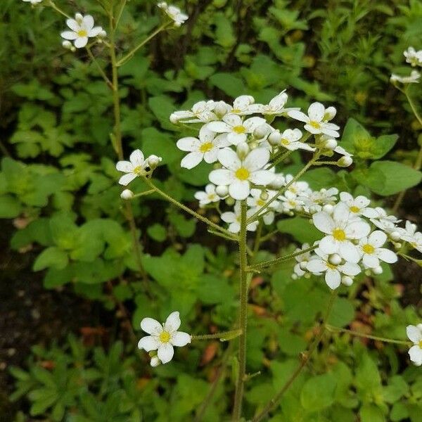 Saxifraga hostii Blomma