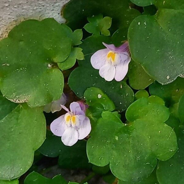 Cymbalaria muralis Flor