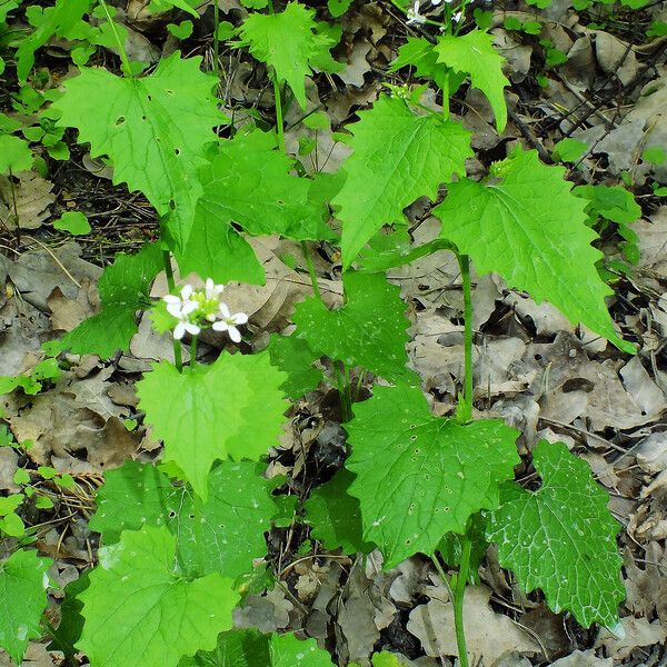 Alliaria petiolata অভ্যাস