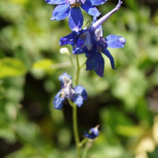 Delphinium nuttallianum Flower