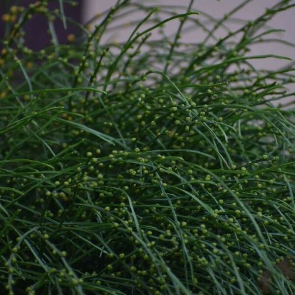 Psilotum nudum Leaf