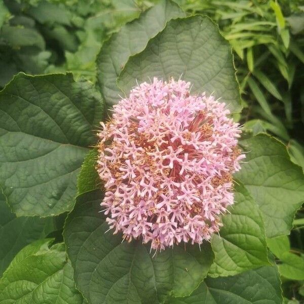 Clerodendrum bungei Květ