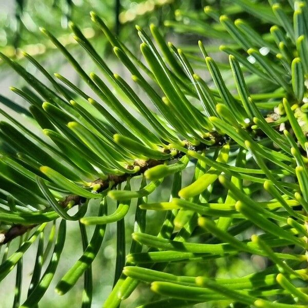 Abies nordmanniana Leaf