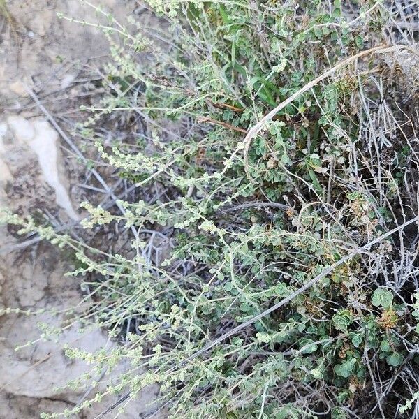 Zataria multiflora Habit