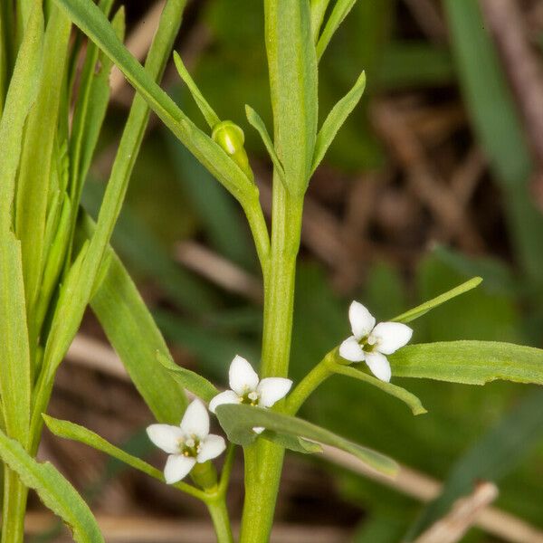 Thesium alpinum Virág