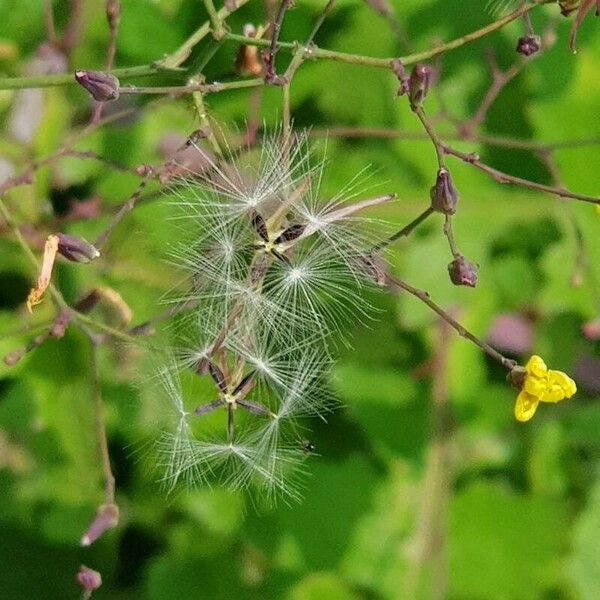 Lactuca muralis Froito