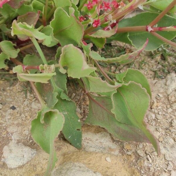 Rumex vesicarius Leaf