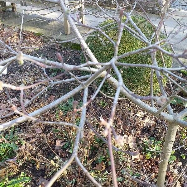 Cornus nuttallii Кора