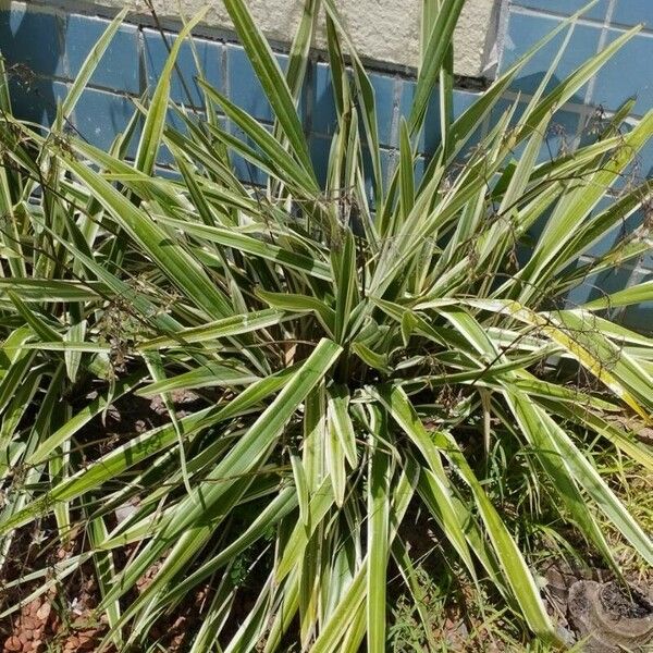 Dianella ensifolia List