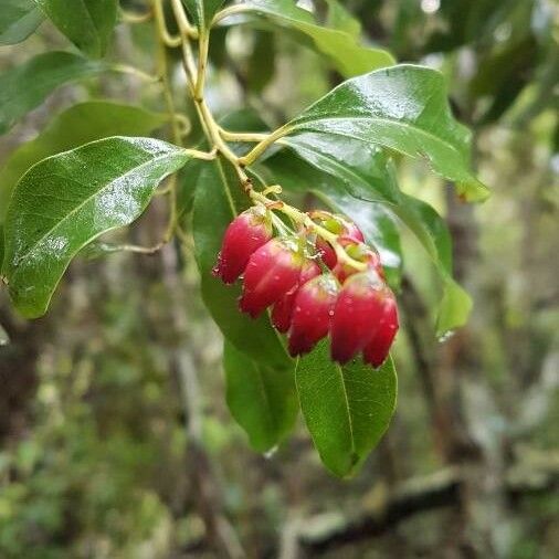 Agarista salicifolia Lapas