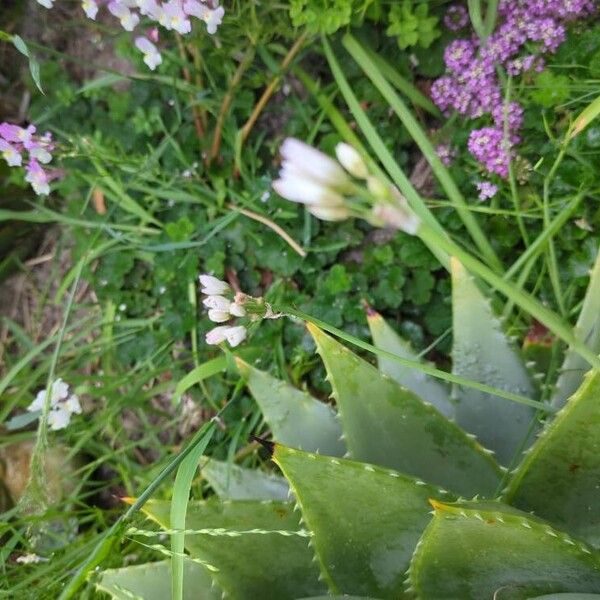 Nothoscordum gracile फूल