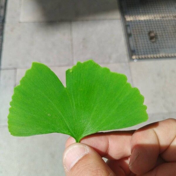 Ginkgo biloba Frunză