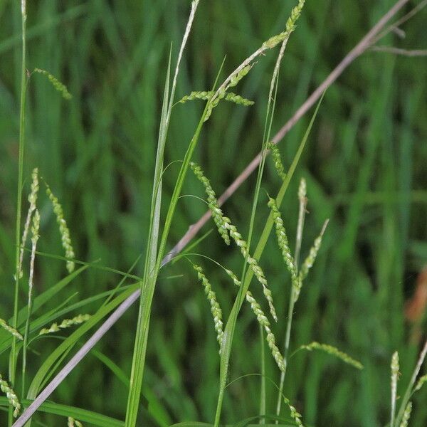 Carex gracillima Frukt