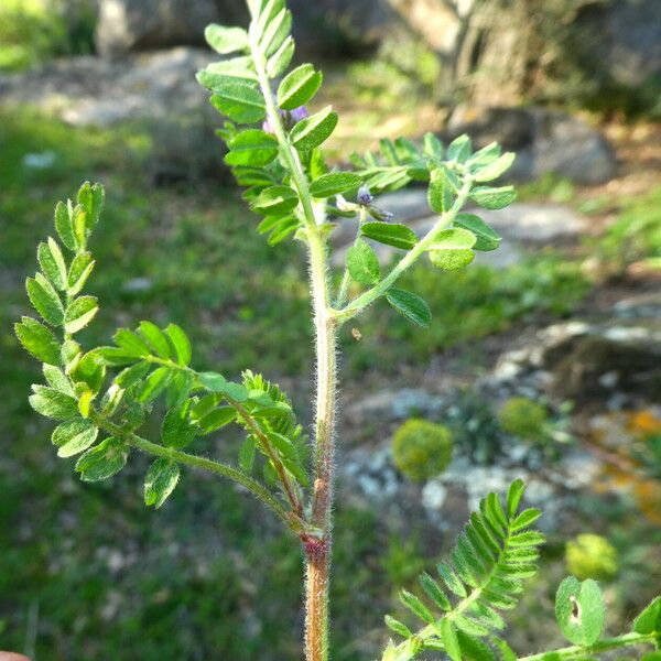 Astragalus pelecinus Hoja