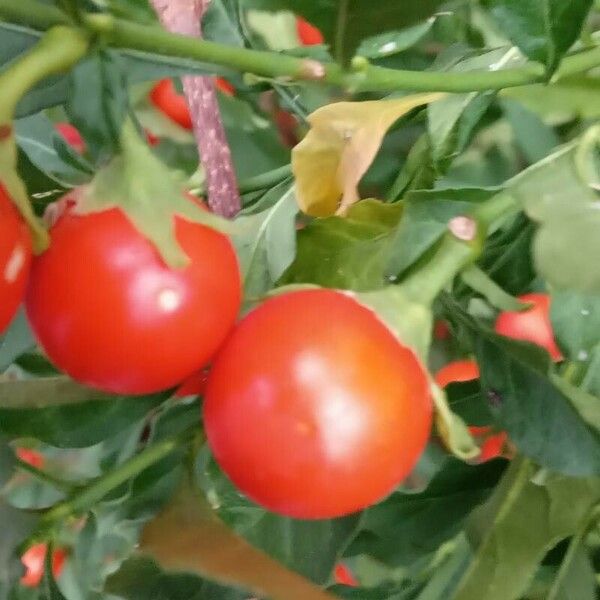 Solanum pseudocapsicum Meyve