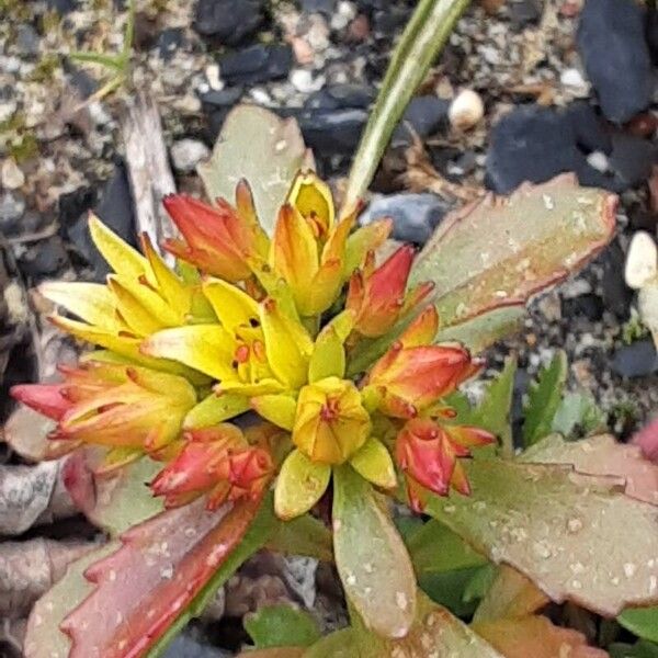 Phedimus kamtschaticus Flors