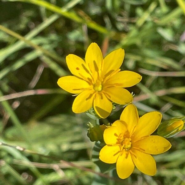 Blackstonia perfoliata 花