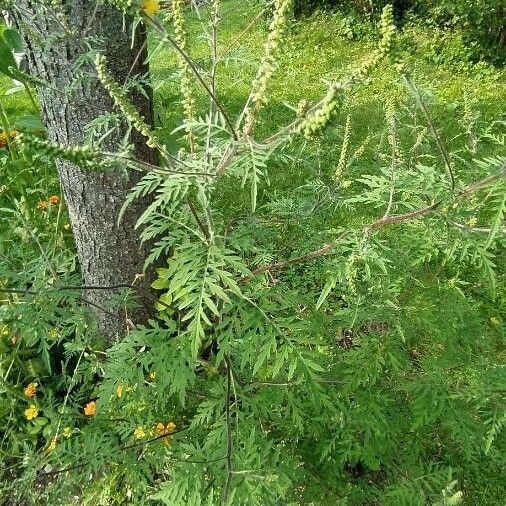 Ambrosia artemisiifolia 整株植物