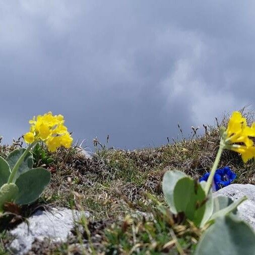 Primula auricula Цвят