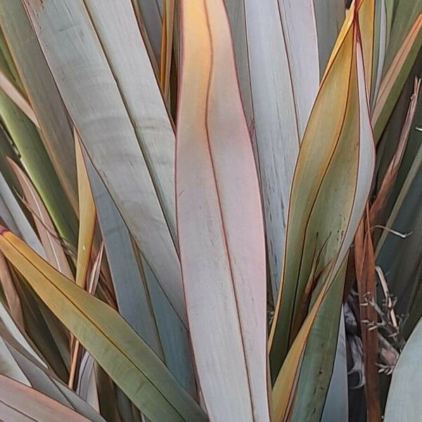 Phormium tenax 葉