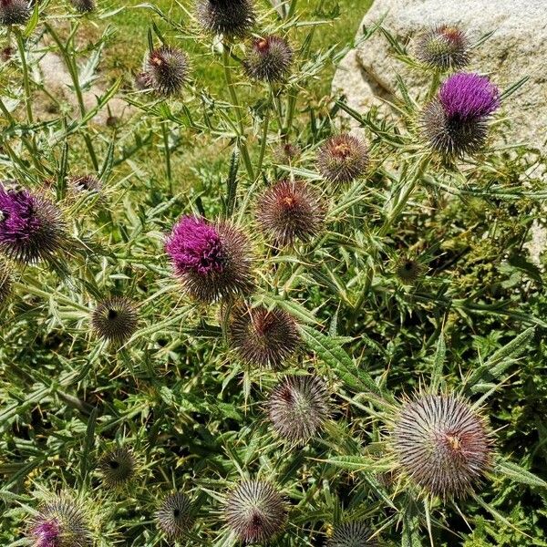 Cirsium morisianum Blodyn