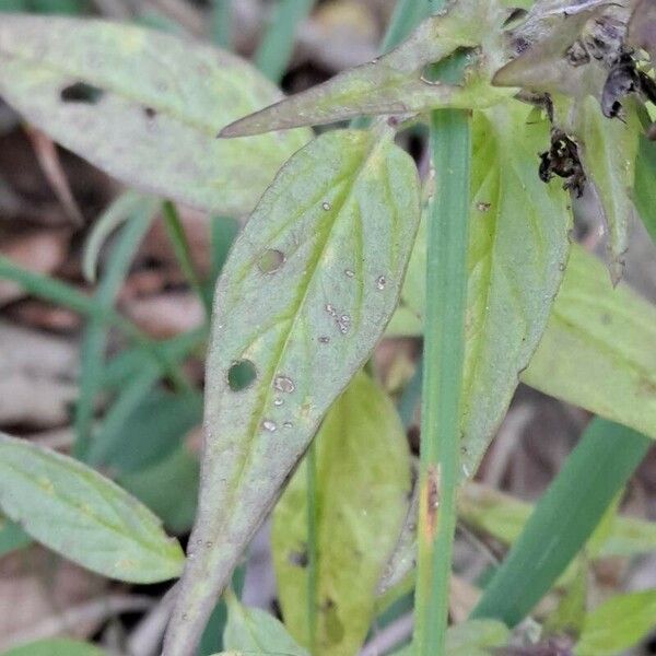 Melampyrum subalpinum ഇല