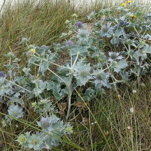 Eryngium maritimum आदत