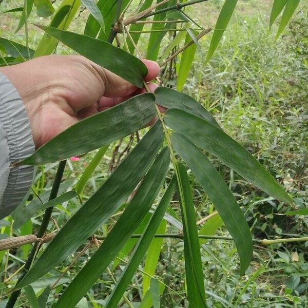 Bambusa vulgaris Leaf