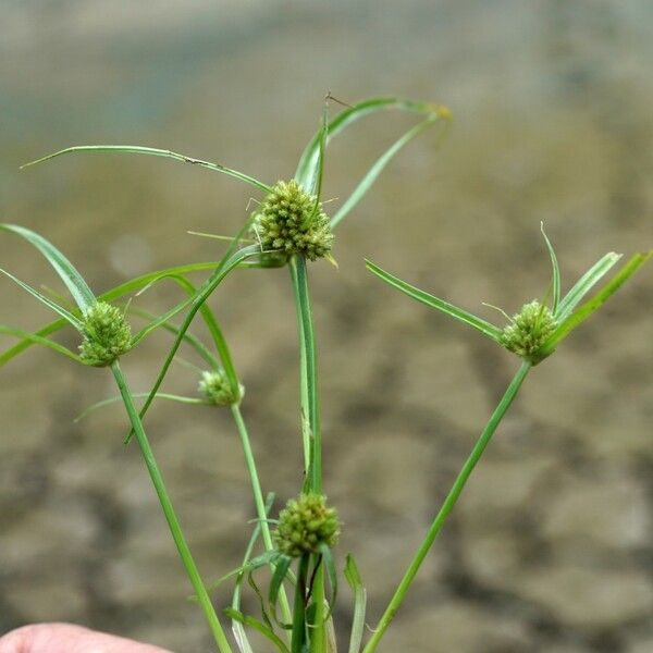 Cyperus michelianus Habitus