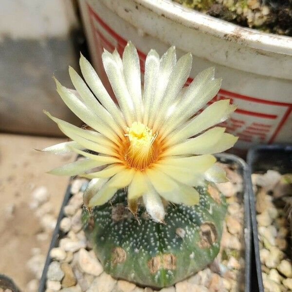 Astrophytum asterias Flors