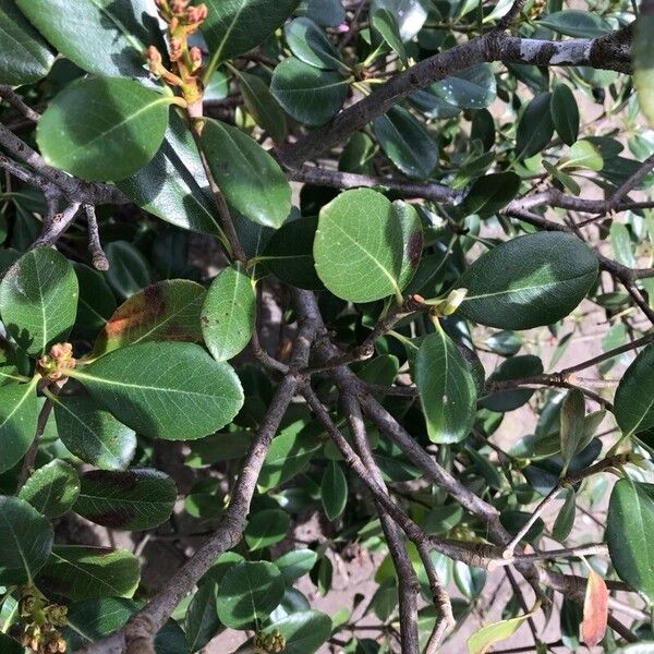 Rhaphiolepis umbellata Bark