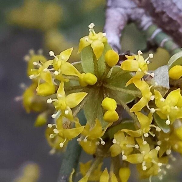 Cornus mas പുഷ്പം