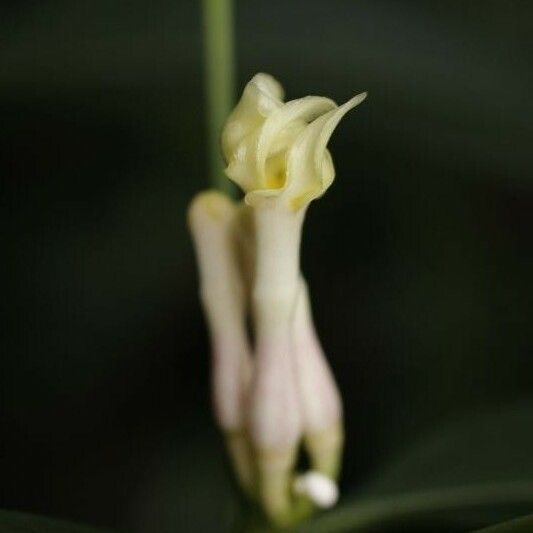 Tabernaemontana disticha Flower