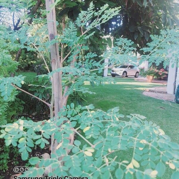 Moringa oleifera Leaf