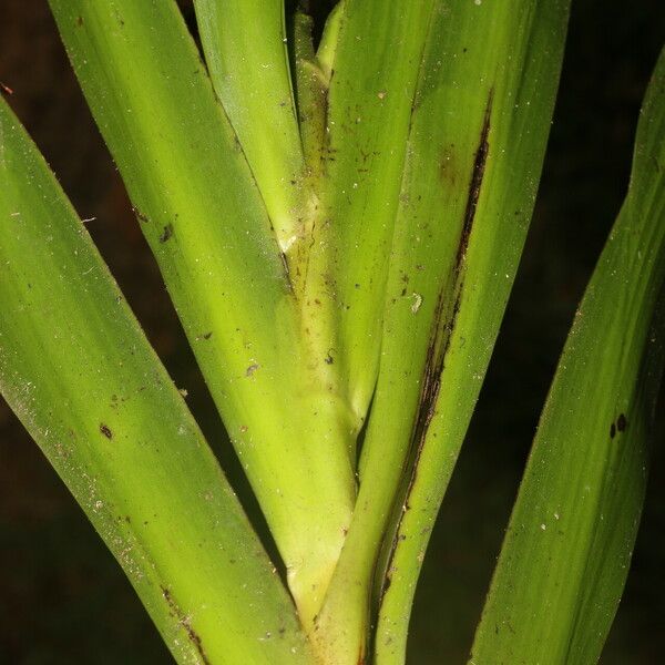 Xiphidium caeruleum Leaf