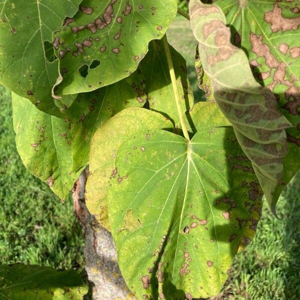 Paulownia tomentosa Φύλλο