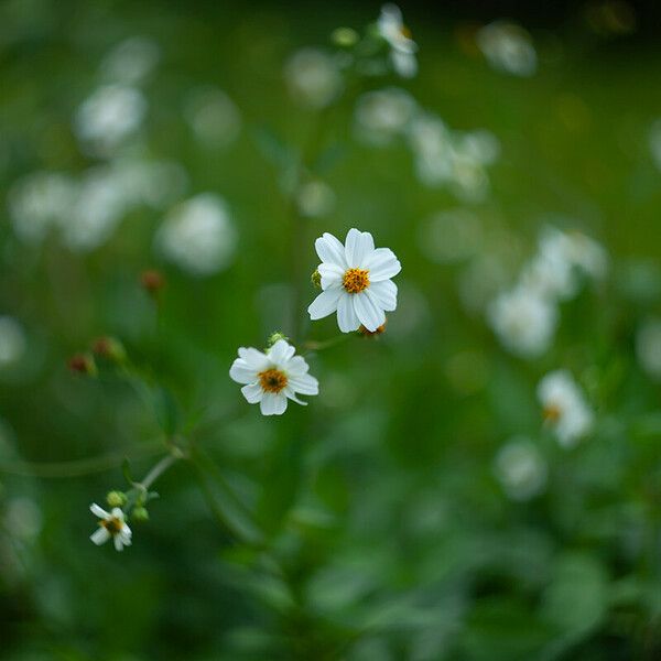 Bidens alba Kvet