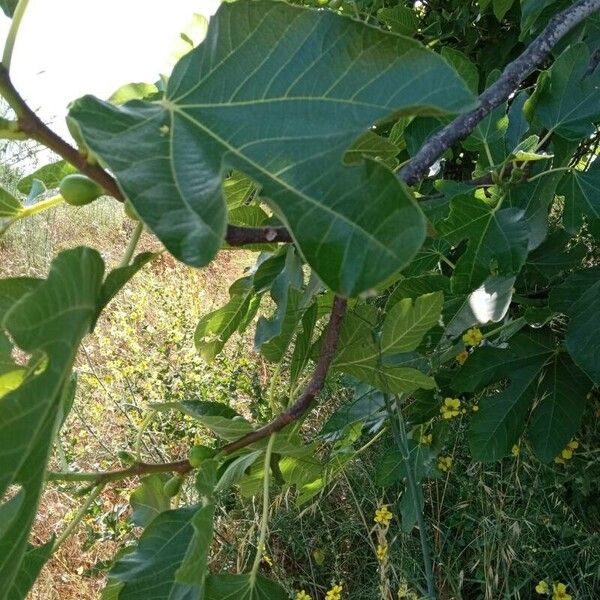 Ficus carica Frucht