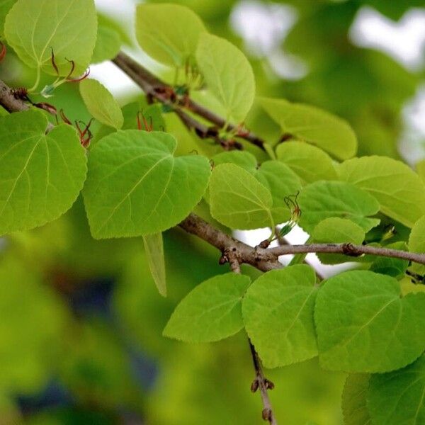 Cercidiphyllum japonicum Yaprak