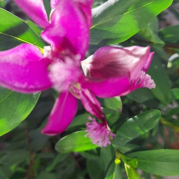 Polygala myrtifolia Flower