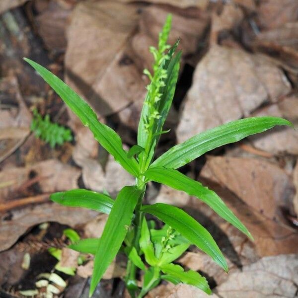 Peristylus minimiflorus Хабит