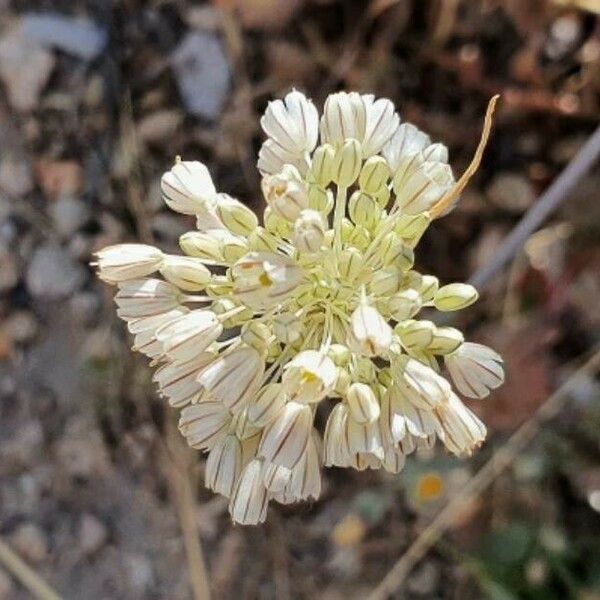 Allium paniculatum 花