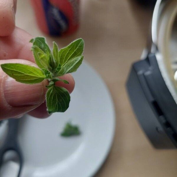 Origanum majorana Leaf