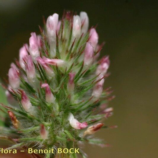 Trifolium gemellum Flower