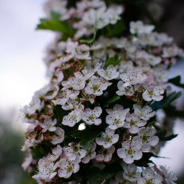 Spiraea media 花