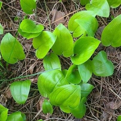 Maianthemum canadense Leaf